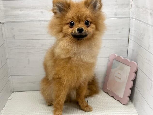 徳島県のポメラニアン (アミーゴ徳島店/2025年5月3日生まれ/男の子/オレンジ)の子犬の1枚目の画像