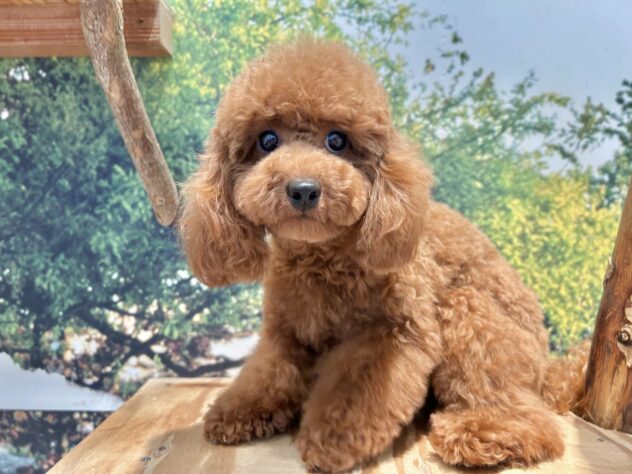 広島県のトイプードル(トイ) (アミーゴ温品店/2025年4月15日生まれ/女の子/レッドフォーン)の子犬の1枚目の画像