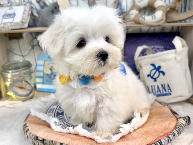 兵庫県のマルチーズ (アミーゴ姫路花田店/2025年6月1日生まれ/男の子/ホワイト)の子犬の4枚目の画像