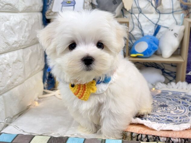 兵庫県のマルチーズ (アミーゴ姫路花田店/2025年6月1日生まれ/男の子/ホワイト)の子犬の2枚目の画像