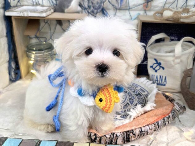 兵庫県のマルチーズ (アミーゴ姫路花田店/2025年6月1日生まれ/男の子/ホワイト)の子犬の3枚目の画像