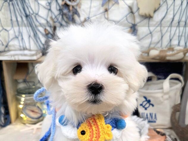 兵庫県のマルチーズ (アミーゴ姫路花田店/2025年6月1日生まれ/男の子/ホワイト)の子犬の1枚目の画像