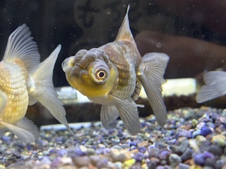 金魚【穂竜】 穂竜 | ペットワールド アミーゴ