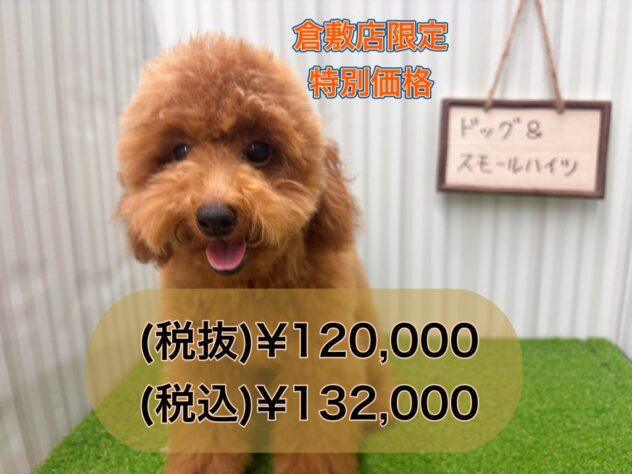 岡山県のトイプードル(トイ) (アミーゴ倉敷店/2025年5月17日生まれ/男の子/レッドフォーン)の子犬の1枚目の画像