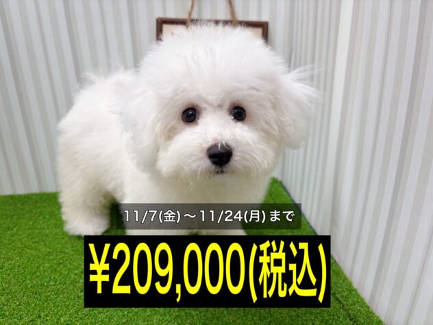 岡山県のビションフリーゼ (アミーゴ倉敷店/2025年5月28日生まれ/女の子/ホワイト)の子犬の1枚目の画像