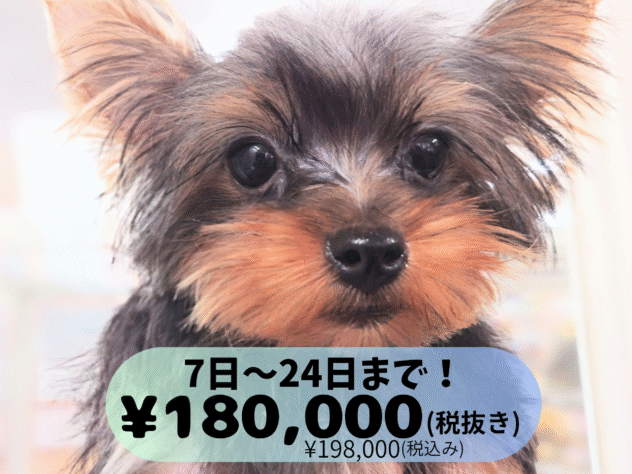 岡山県のヨークシャーテリア (アミーゴ中庄店/2025年3月17日生まれ/男の子/スチールブルータン)の子犬