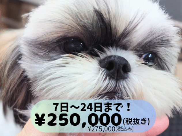 岡山県のシーズー (アミーゴ中庄店/2025年4月9日生まれ/女の子/ホワイトゴールド)の子犬の1枚目の画像