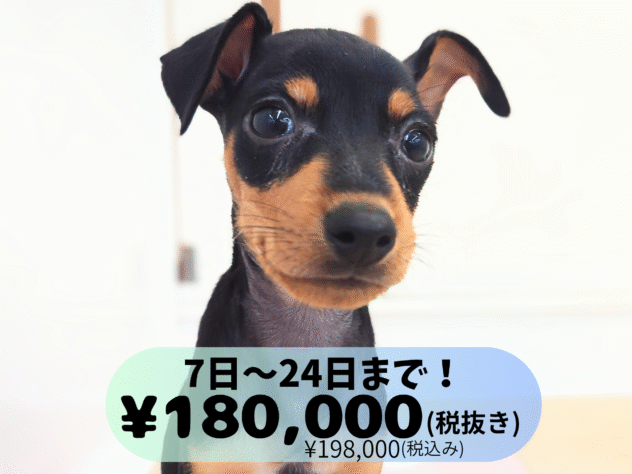 岡山県のミニチュアピンシャー (アミーゴ中庄店/2025年4月29日生まれ/男の子/ブラックタン)の子犬の1枚目の画像