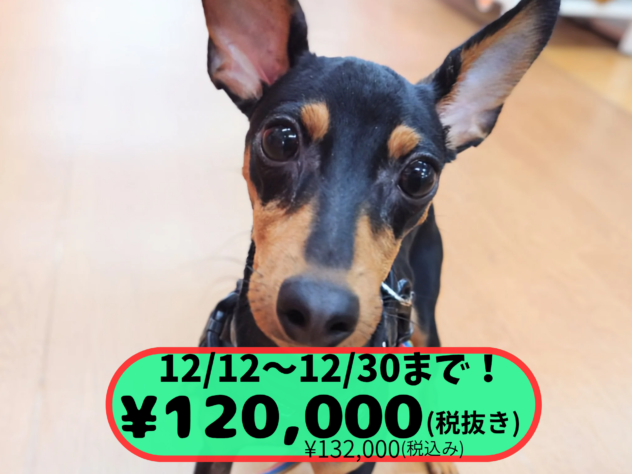 岡山県のミニチュアピンシャー (アミーゴ中庄店/2025年4月29日生まれ/男の子/ブラックタン)の子犬の1枚目の画像