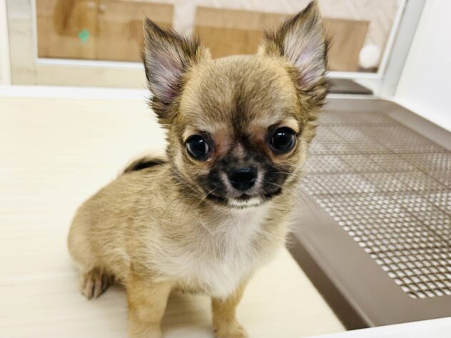 岡山県のチワワ(ロング) (アミーゴ水島店/2025年6月10日生まれ/女の子/フォーン)の子犬の1枚目の画像