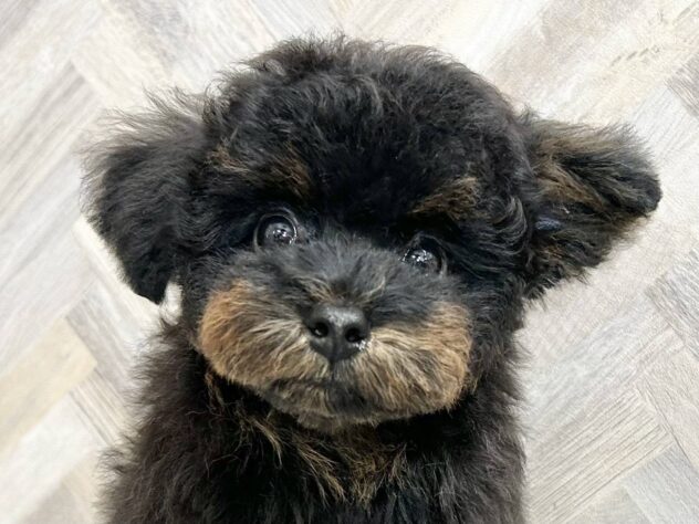 岡山県のトイプードル(トイ) (アミーゴ水島店/2025年6月16日生まれ/女の子/ブラックタン)の子犬の1枚目の画像