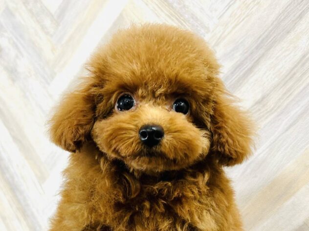 岡山県のトイプードル(トイ) (アミーゴ水島店/2025年6月10日生まれ/女の子/レッドフォーン)の子犬の1枚目の画像