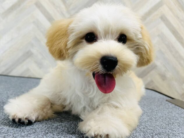 岡山県のハーフ犬・ミックス犬 (アミーゴ水島店/2025年6月15日生まれ/男の子/クリーム)の子犬の1枚目の画像