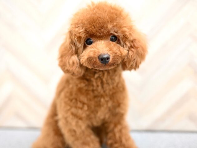 岡山県のトイプードル(トイ) (アミーゴ水島店/2025年6月10日生まれ/女の子/レッドフォーン)の子犬の3枚目の画像