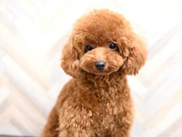 岡山県のトイプードル(トイ) (アミーゴ水島店/2025年6月10日生まれ/女の子/レッドフォーン)の子犬の2枚目の画像