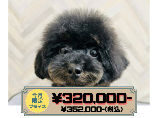 岡山県のトイプードル(トイ) (アミーゴ水島店/2025年6月16日生まれ/女の子/ブラックタン)の子犬の1枚目の画像