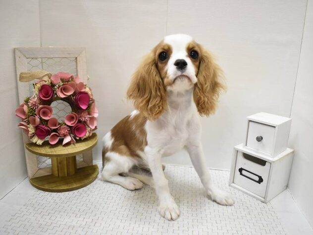 大阪府のキャバリアキングチャールズスパニエル (ペット・プラザ アミーゴ豊中服部店/2025年6月2日生まれ/女の子/ブレンハイム)の子犬の1枚目の画像