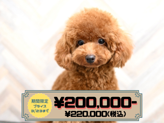 岡山県のトイプードル(トイ) (アミーゴ水島店/2025年6月10日生まれ/女の子/レッドフォーン)の子犬の1枚目の画像