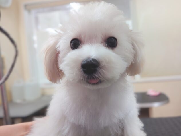 岡山県のハーフ犬・ミックス犬 (アミーゴ中庄店/2025年6月22日生まれ/女の子/クリーム)の子犬