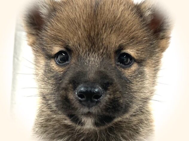 岡山県の豆柴 (アミーゴ津山店/2025年6月10日生まれ/男の子/赤)の子犬