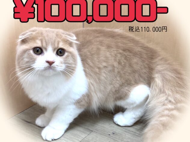 岡山県のスコティッシュフォールド (アミーゴ津山店/2025年6月9日生まれ/男の子/クリームタビーホワイト)の子猫