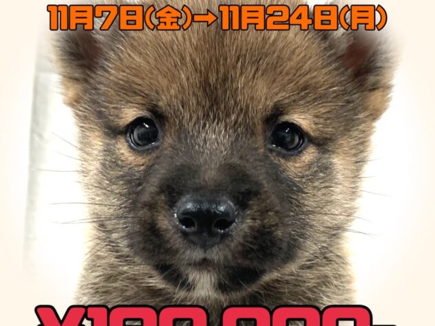 岡山県の豆柴 (アミーゴ津山店/2025年6月10日生まれ/男の子/赤)の子犬