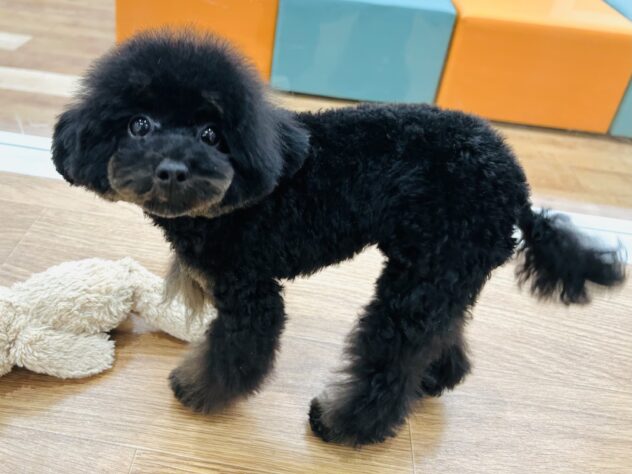 岡山県のトイプードル(トイ) (アミーゴ水島店/2025年6月16日生まれ/女の子/ブラックタン)の子犬の3枚目の画像
