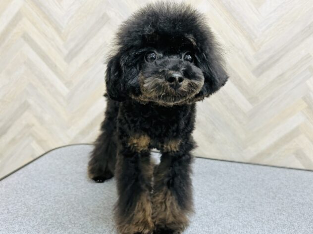 岡山県のトイプードル(トイ) (アミーゴ水島店/2025年6月16日生まれ/女の子/ブラックタン)の子犬の2枚目の画像