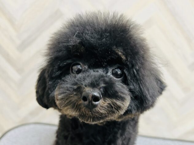岡山県のトイプードル(トイ) (アミーゴ水島店/2025年6月16日生まれ/女の子/ブラックタン)の子犬の4枚目の画像