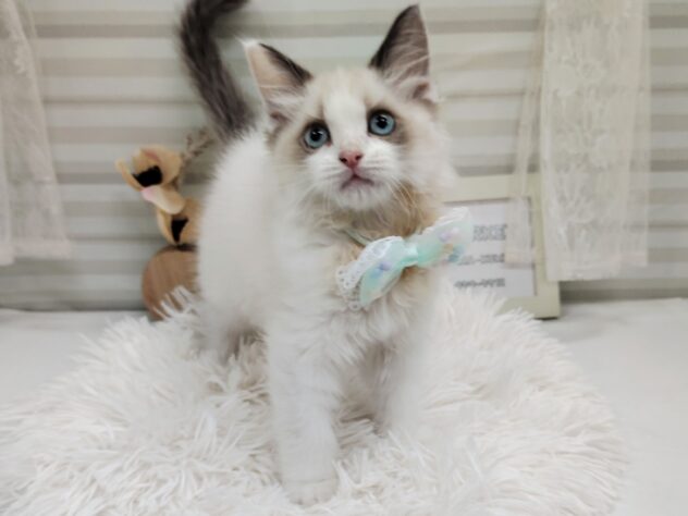 愛媛県のラグドール (アミーゴ松山久米店/2025年6月29日生まれ/男の子/シールポイントバイカラー)の子猫の3枚目の画像