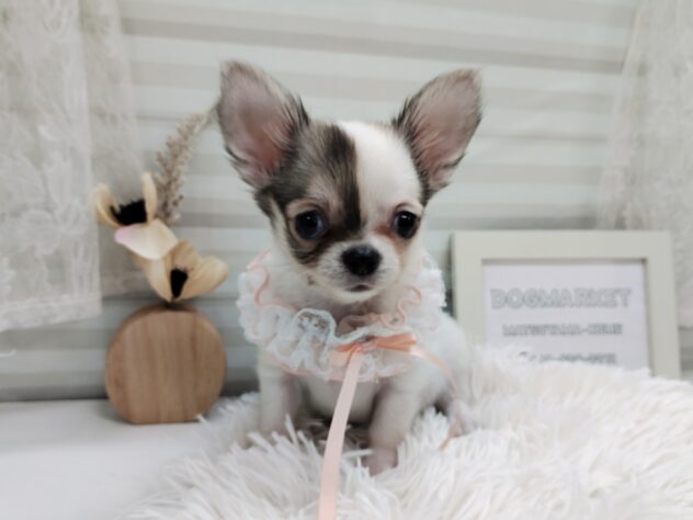 愛媛県のチワワ(ロング) (アミーゴ松山久米店/2025年6月29日生まれ/女の子/パーティーカラー)の子犬の4枚目の画像