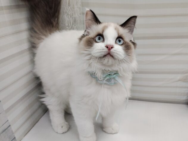 愛媛県のラグドール (アミーゴ松山久米店/2025年6月29日生まれ/男の子/シールポイントバイカラー)の子猫の1枚目の画像