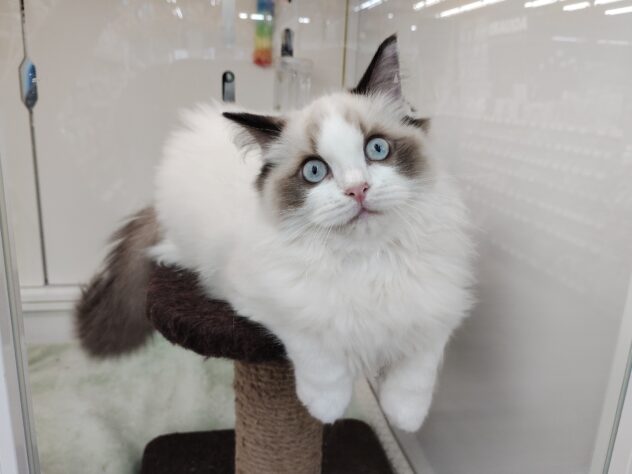 愛媛県のラグドール (アミーゴ松山久米店/2025年6月29日生まれ/男の子/シールポイントバイカラー)の子猫の2枚目の画像
