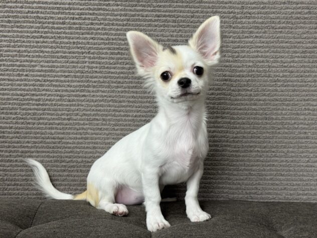 愛媛県のチワワ(ロング) (アミーゴ松山久米店/2025年6月29日生まれ/女の子/パーティーカラー)の子犬の1枚目の画像