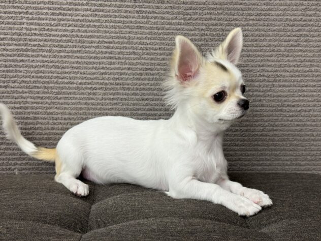 愛媛県のチワワ(ロング) (アミーゴ松山久米店/2025年6月29日生まれ/女の子/パーティーカラー)の子犬の2枚目の画像