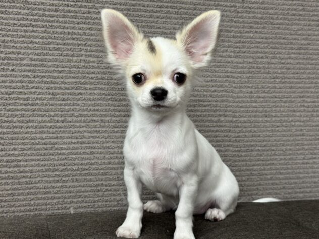 愛媛県のチワワ(ロング) (アミーゴ松山久米店/2025年6月29日生まれ/女の子/パーティーカラー)の子犬の3枚目の画像