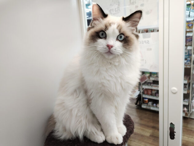 愛媛県のラグドール (アミーゴ松山久米店/2025年6月29日生まれ/男の子/シールポイントバイカラー)の子猫の1枚目の画像
