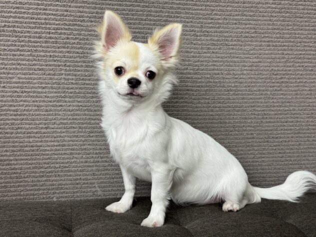 愛媛県のチワワ(ロング) (アミーゴ松山久米店/2025年6月29日生まれ/女の子/パーティーカラー)の子犬の1枚目の画像