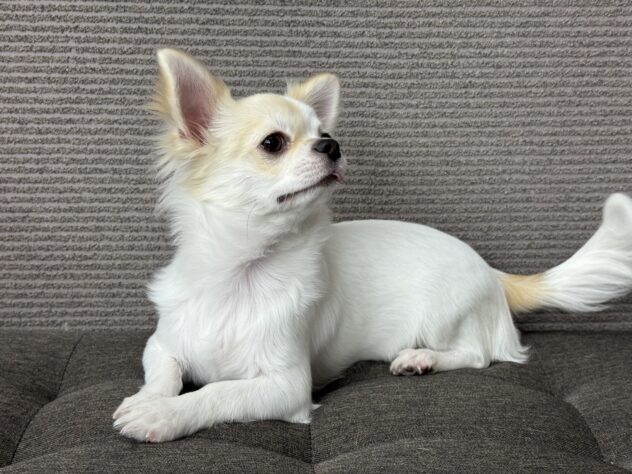 愛媛県のチワワ(ロング) (アミーゴ松山久米店/2025年6月29日生まれ/女の子/パーティーカラー)の子犬の2枚目の画像