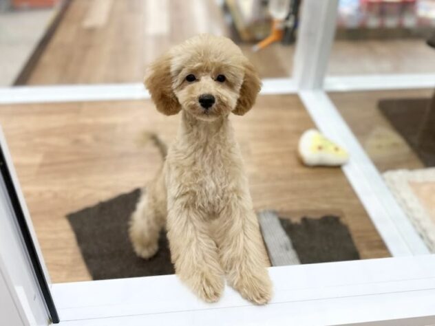 徳島県のトイプードル(トイ) (アミーゴ北島店/2025年6月17日生まれ/女の子/アプリコット)の子犬の1枚目の画像