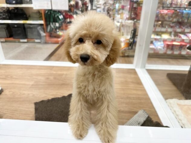 徳島県のトイプードル(トイ) (アミーゴ北島店/2025年6月17日生まれ/女の子/アプリコット)の子犬の2枚目の画像