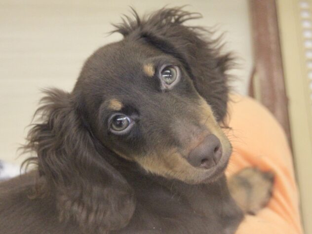 愛媛県のミニチュアダックスフンド(ロング) (アミーゴ新居浜店/2025年6月6日生まれ/男の子/チョコレートタン)の子犬の1枚目の画像