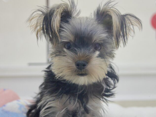 愛媛県のヨークシャーテリア (アミーゴ新居浜店/2025年5月31日生まれ/女の子/スチールブルータン)の子犬の1枚目の画像