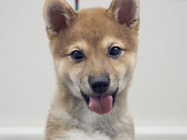 愛媛県の豆柴 (アミーゴ新居浜店/2025年6月22日生まれ/男の子/赤)の子犬の1枚目の画像