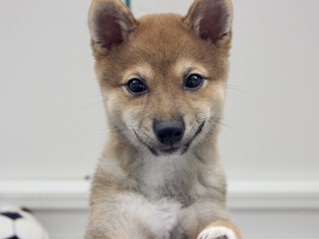 愛媛県の豆柴 (アミーゴ新居浜店/2025年6月22日生まれ/男の子/赤)の子犬の2枚目の画像