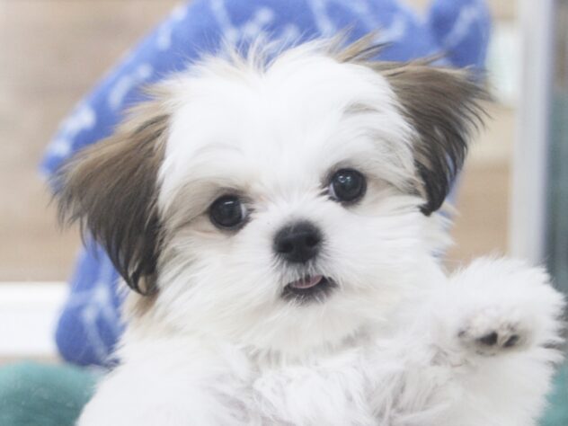 愛媛県のハーフ犬・ミックス犬 (アミーゴ新居浜店/2025年7月21日生まれ/女の子/ゴールドホワイト)の子犬の1枚目の画像