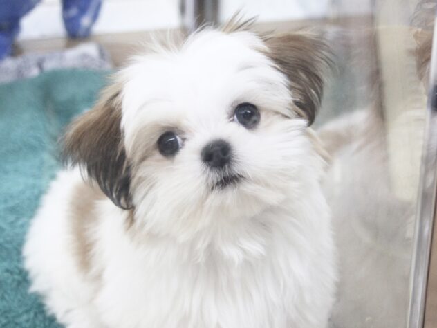 愛媛県のハーフ犬・ミックス犬 (アミーゴ新居浜店/2025年7月21日生まれ/女の子/ゴールドホワイト)の子犬の2枚目の画像