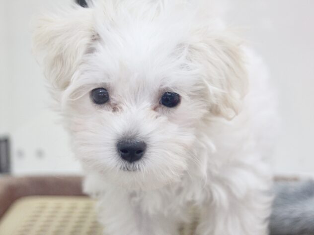 愛媛県のハーフ犬・ミックス犬 (アミーゴ新居浜店/2025年8月25日生まれ/男の子/ホワイト)の子犬の1枚目の画像