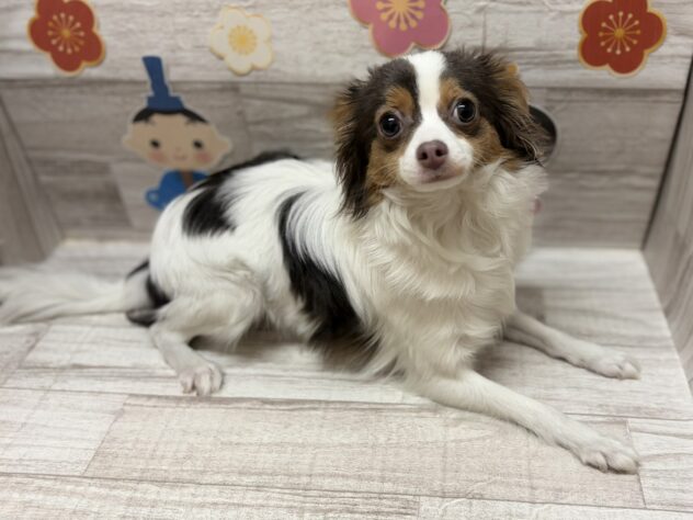 岩手県のハーフ犬・ミックス犬 (アミーゴ一関店/2025年5月27日生まれ/女の子/ホワイトブルータン)の子犬