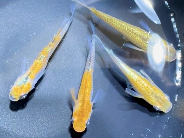 パーシモンコブラ アースアイ ペア MARIMOYAブリード | ペットワールド